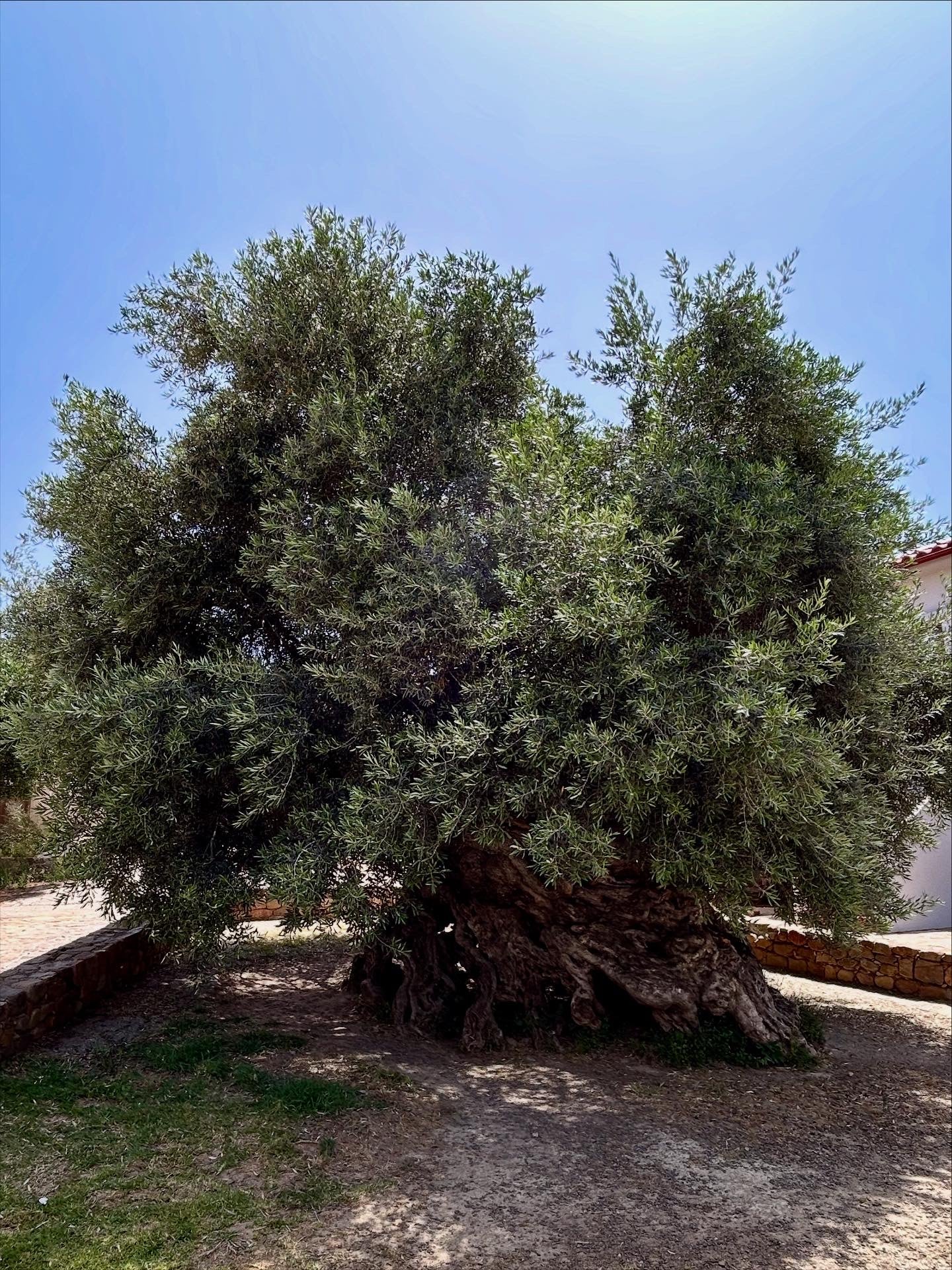 Olivenöl aus Griechenland – Qualität, Geschichte & Gesundheit